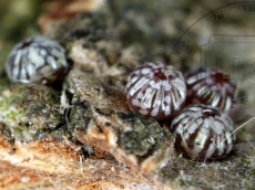 Dichonia aprilina яйцекладка